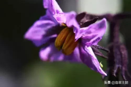 紫色翡翠为什么美称“春色翡翠”？
