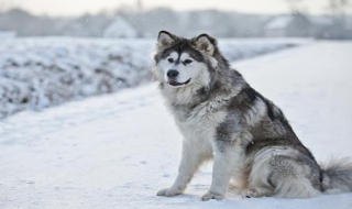 阿拉斯加雪橇犬和哈士奇的区别 六大妙招教你轻松辨认