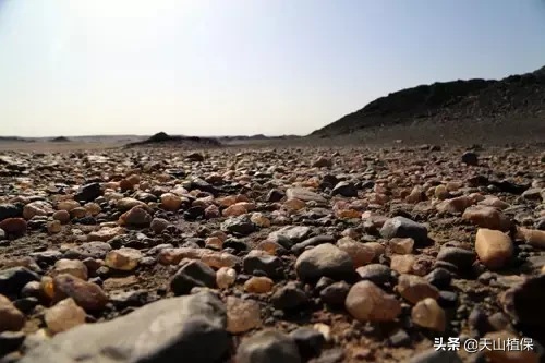 新疆人捡石头的最美季节又到了，教你在16个不同的地方捡石头！
