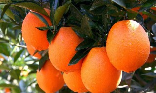 混合橙精油助剂的作用 竟然是天然有机溶剂