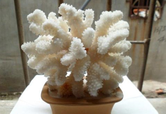 什么样的白珊瑚最值钱 白珊瑚价格是多少   第2张