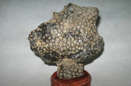 珊瑚化石图片及市场价格 珊瑚化石的由来   第1张