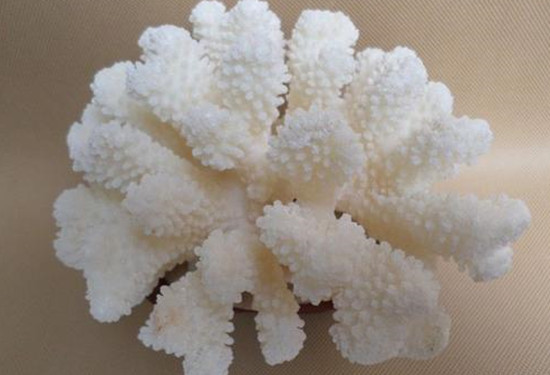 天然白珊瑚多少钱一克 天然白珊瑚图片介绍   第1张