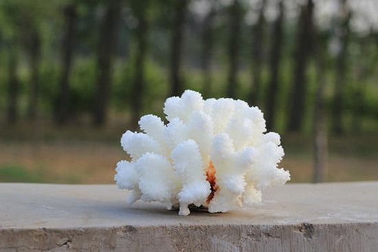 天然白珊瑚多少钱一克 天然白珊瑚图片介绍   第2张