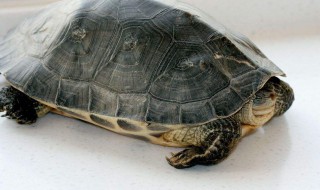 菲氏花龟饲养方法 主要是有几个环境上的要求