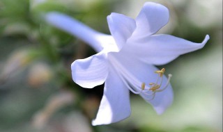 玉簪花的养殖方法和注意事项 怎样养好玉簪花