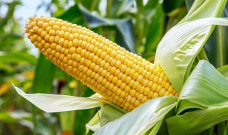 西南山区玉米播种时间 西南山区玉米如何获得高产稳产