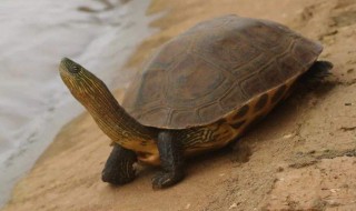 亚洲巨龟饲养方法 几个小技巧教给您