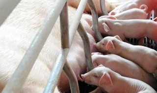 母猪怀孕鉴别新法 如何判断母猪是否怀孕