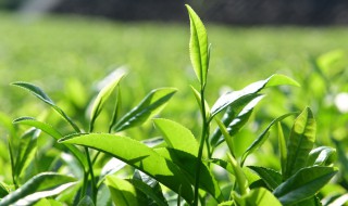 茶树什么时候种最好 茶树的最佳种植时间是什么