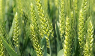 漯麦163品种特性 小麦品种漯麦163的特点有哪些