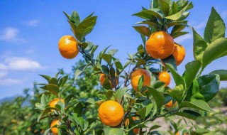 矿物油对柑橘树危害是什么 防药害知识要掌握