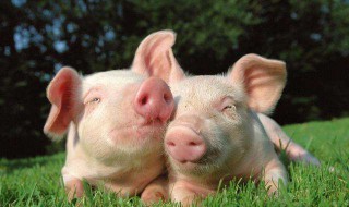 中国一天消耗多少猪肉 猪肉为什么会涨价