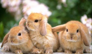 英国垂耳兔的寿命 养殖的注意事项