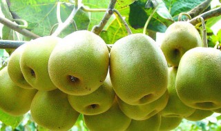 红心猕猴桃和绿心猕猴桃的区别 一起了解猕猴桃