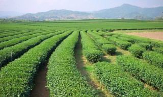 茶叶种植与管理技术 掌握这几点作用很大