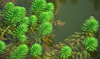 狐尾藻种植方法 简单方法教你轻松种植