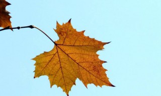 秋叶怎么拍 拍摄秋叶的常用技巧分享