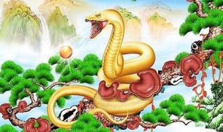 蛇的五行属什么 属蛇的人是什么属相
