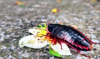 硼酸怎么灭蟑螂 怎样用硼酸去杀死蟑螂