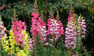 庭院种植10种常见花卉 整年都不缺鲜艳的花朵观赏