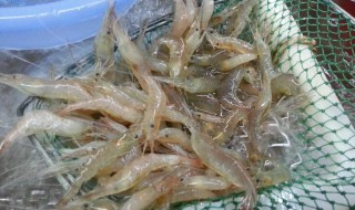 野生米虾怎么养 大家可以了解一下